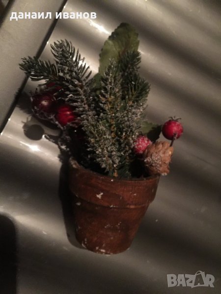 Коледно цветенце , снимка 1