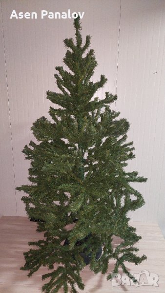 Коледна елха, снимка 1