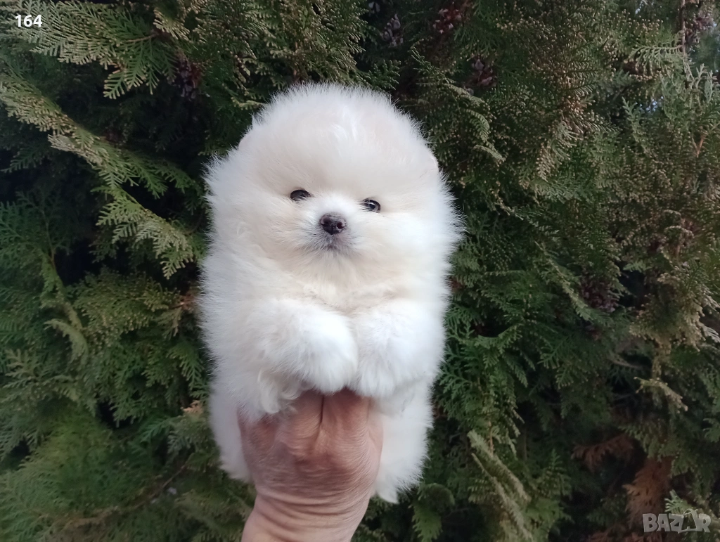 Мъжки мини Померанче. Реални снимки от 12.01.26 г. , снимка 1