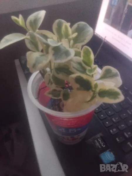 МНОГО КРАСИВО ХРАСТЧЕ СЪС ШАРЕНИ ЛИСТА, снимка 1