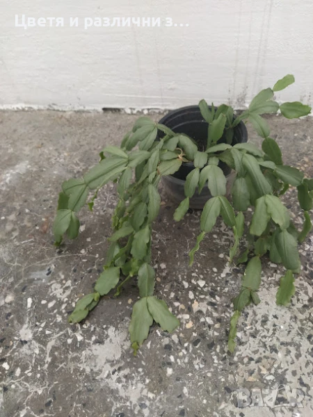 стайни растения по  1 лв + отстъпка, снимка 1