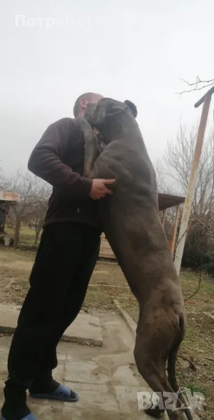 Немски дог син женски, снимка 1