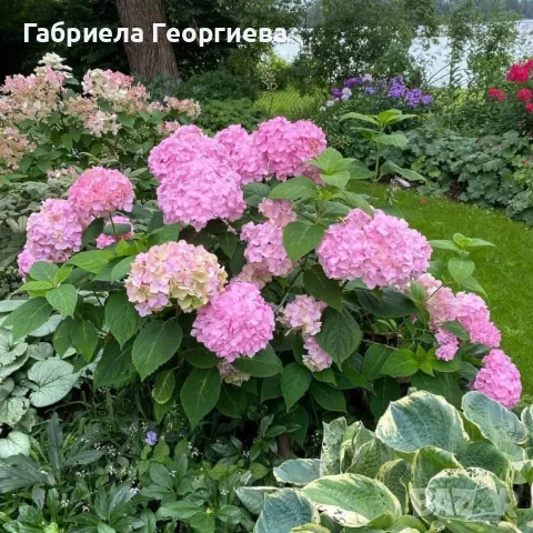 Хортензия за сянка , снимка 2 - Градински цветя и растения - 50305071