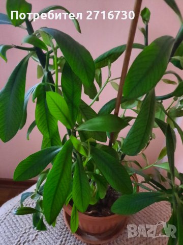 Каучуково дърво (Synadenium grantii), снимка 1