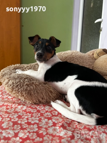 джак ръсел 2712251847