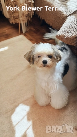 Йорк, блондинка момиче с родословие за семейство с деца! Доставка 