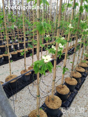 Cornus Rutdan (Корнус Рутдан), снимка 3 - Градински цветя и растения - 43905715