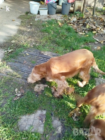 Женски Кокер Шпаньол, снимка 7 - Кокер шпаньол - 52431543