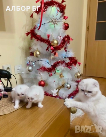 Шотландски котета, снимка 9 - Британска късокосместа - 53060977