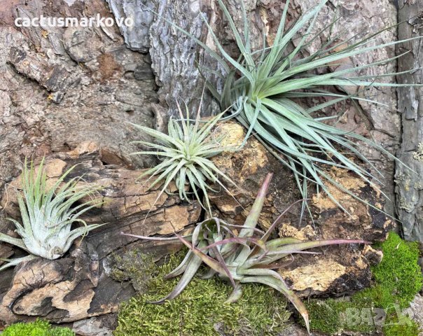 Tillandsia capitata, снимка 5 - Стайни растения - 43942051