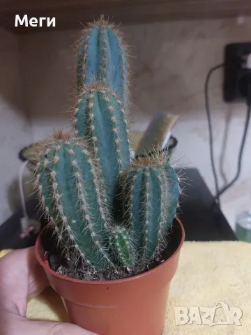 Продавам кактус Pilosocereus magnificus   , снимка 2 - Стайни растения - 48229141