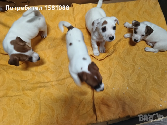 Джак Ръсел мини, снимка 5 - Джак ръсел териер - 52918387