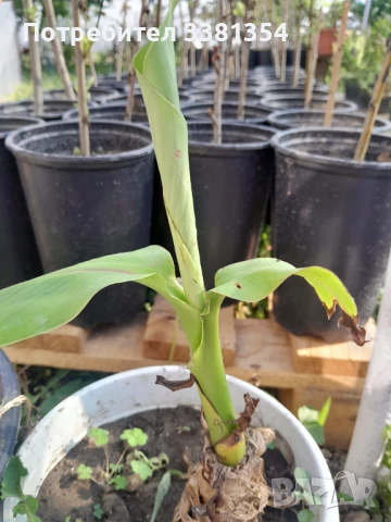 Бананова палма, снимка 1