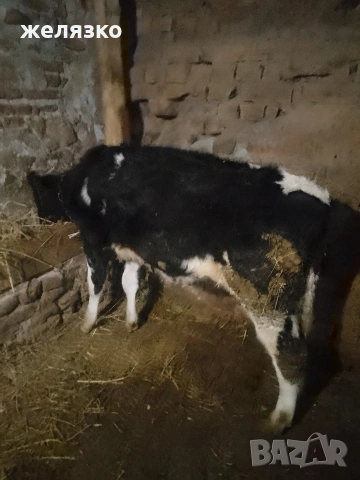 женско теле 