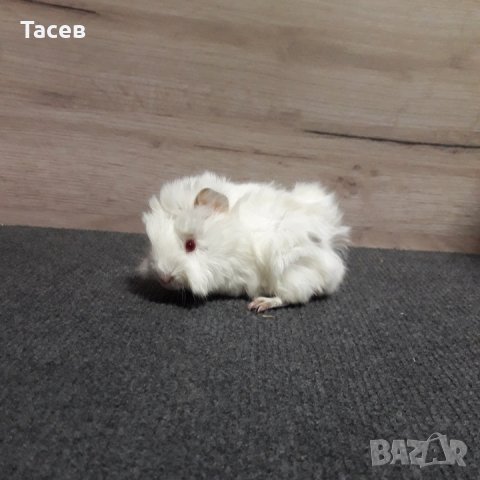 Морски свинчета , снимка 4 - Морски свинчета - 26815718