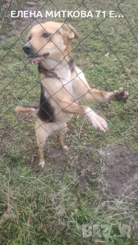 Прекрасна мила женска търси дом, снимка 4 - Други - 50439708