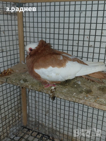 Чифт коморански, снимка 3 - Гълъби - 53077679