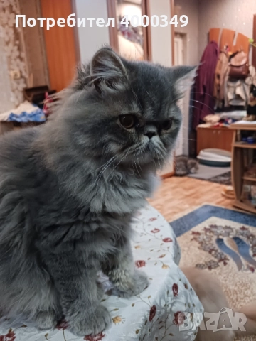 Продавам персийско женско коте, снимка 10 - Персийска - 52506650
