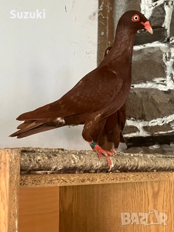 Гълъби - Датски летачи и Спортни пощенски, снимка 4 - Гълъби - 52565161