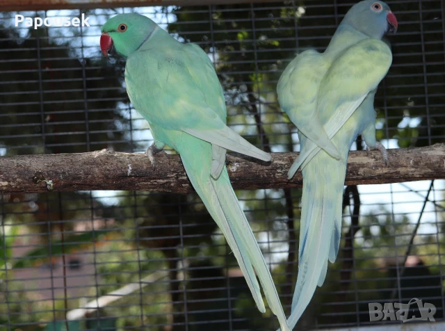 Малки Александри , снимка 5 - Папагали - 50581373