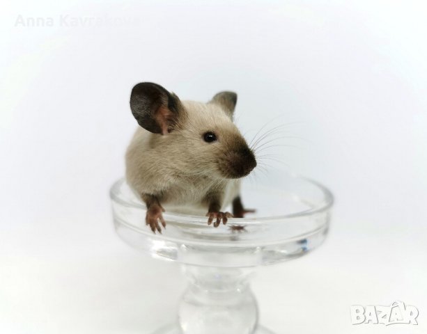 Сиамски мишки Siamese Sable , снимка 2 - Други - 43391311