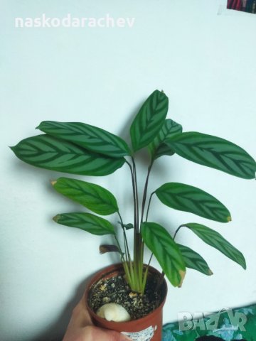 Калатея кадифе, сем. Марантови