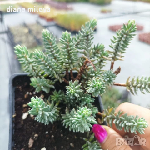 Седум „Син Смърч“, Sedum „Blue Spruce“, снимка 7 - Градински цветя и растения - 50843696