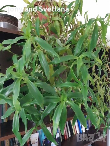 Ароматна кализия- стайно растение с множество лечебни свойства , снимка 8 - Стайни растения - 51869482