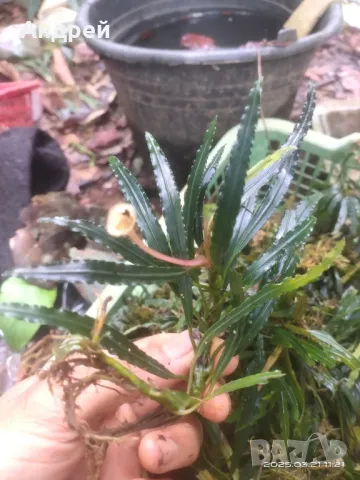 Буцефеландра , снимка 4 - Оборудване за аквариуми - 49664283