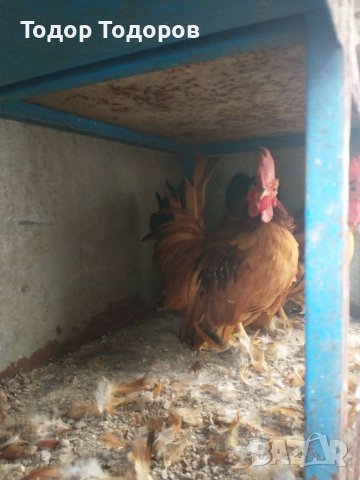 Декоративни кокошки, снимка 1