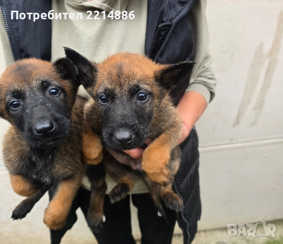 Белгийски овчарки-Малиноа , снимка 6 - Други - 52341802