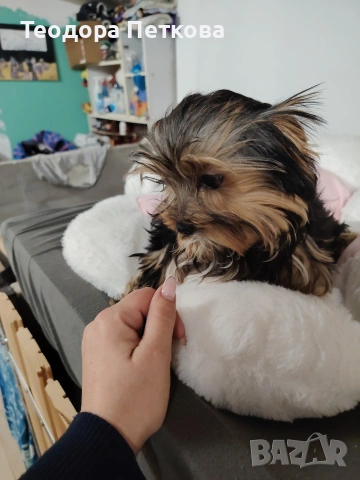 йоркширски териер , снимка 6 - Йоркширски териер - 53080983