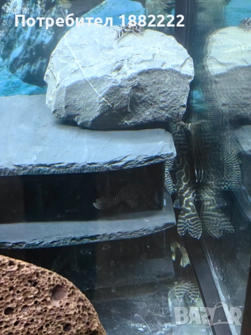 Сомчета Л066,236, снимка 5 - Рибки - 51857546