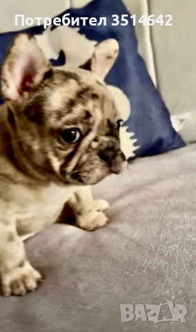 Френски булдог, снимка 5 - Френски булдог - 53420273