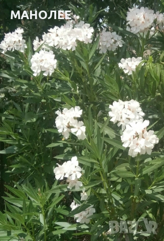 Зокум     /олеандър/