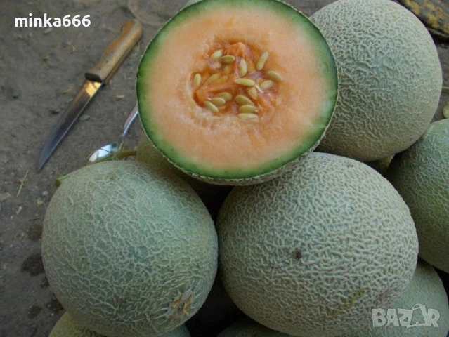 10бр.семена за пъпеш Юбари., снимка 3 - Стайни растения - 53136061