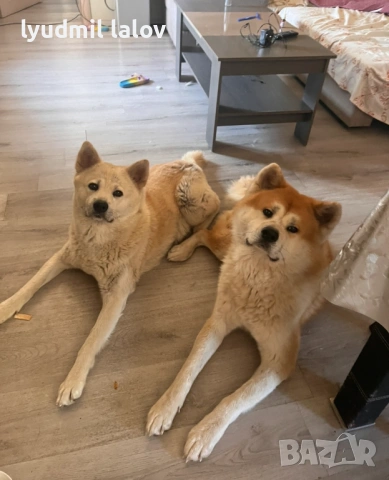 Акита Ину родословие документи, снимка 6 - Акита ину - 53076997