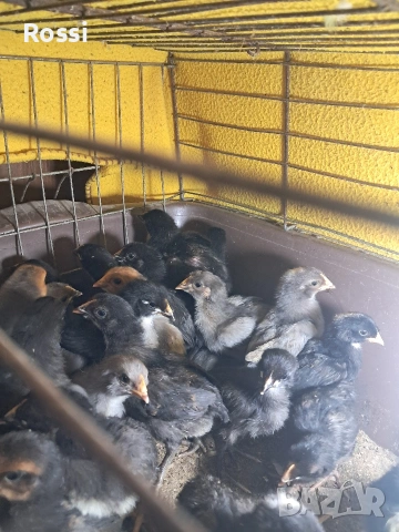 Дворни пиленца и от сини яйца, снимка 7 - Кокошки и пуйки - 53276186