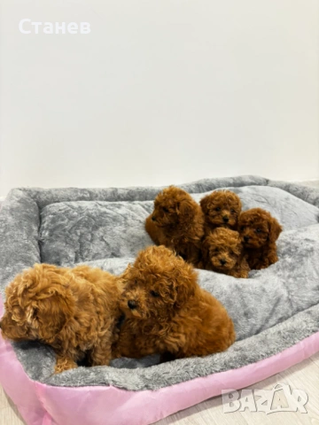 Мини Пудел / Mini Poodle, снимка 7 - Пудели - 53305362