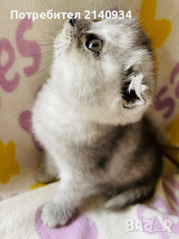 Шотландско клепоухо момиче. Сръбрена чинчила. Scottish fold, снимка 2 - Чинчили - 53159741