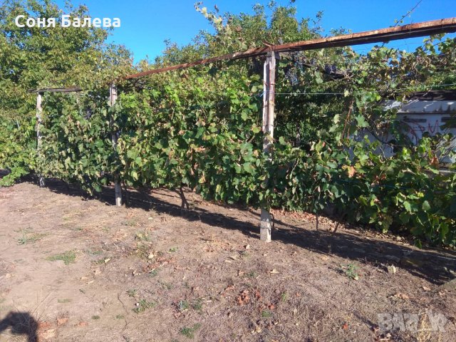 Орехова градина - 20 дка, снимка 6 - Земеделска земя - 26262761