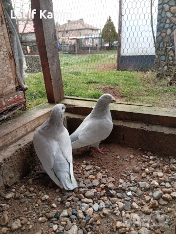 Ардезио стандартни пощенски гълъби, снимка 3 - Гълъби - 53131803