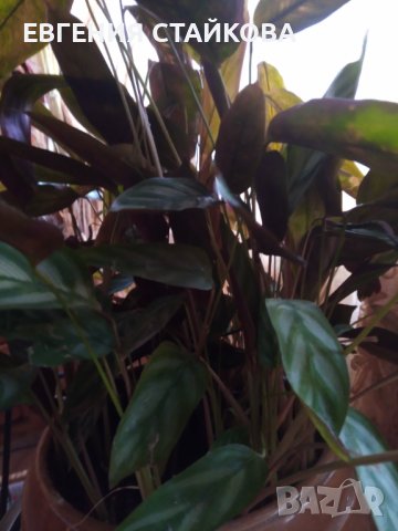 Продавам "Калатеи", снимка 2 - Стайни растения - 37060472