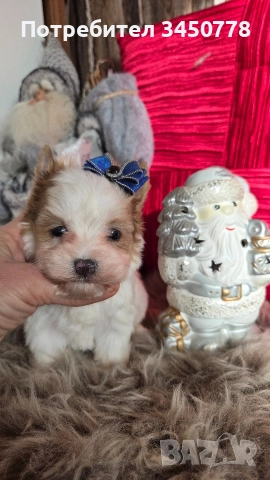 ексклузивен бял йоркшир, снимка 3 - Йоркширски териер - 52910687