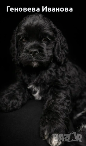 Американски кокер шпаньол, снимка 3 - Шпаньоли - 53004653