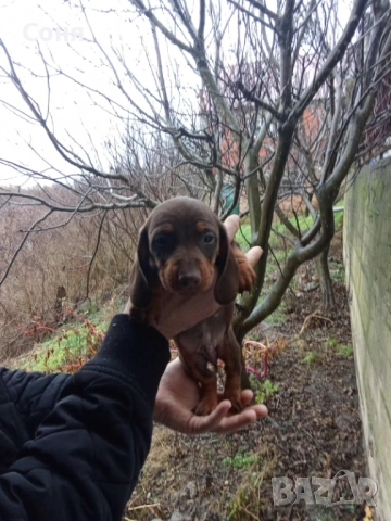 Дакели , снимка 3 - Дакели - 52281660