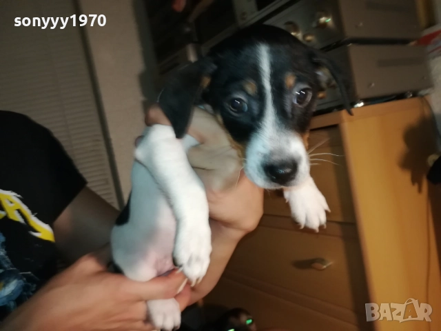 ДЖАК И ОЩЕ КАК-250ЛВ ЗА КУТРЕ 1410251958, снимка 9 - Джак ръсел териер - 52055647