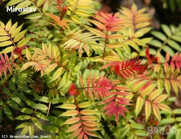 Сорбария (Sorbaria Sorb."Sem"®), снимка 6 - Градински цветя и растения - 44878063