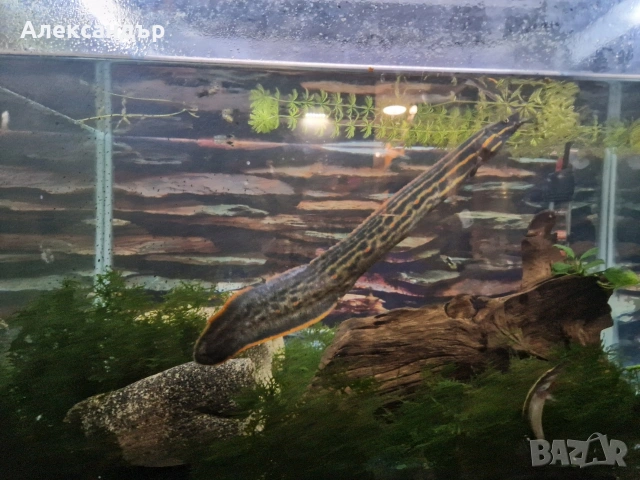 рибки и аквариум, снимка 2 - Рибки - 53109167