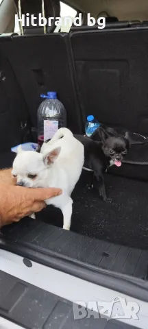 Мъжко за разплод 